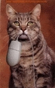 Datei:Katze mit PC-Maus.jpg
